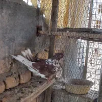 کبوتر پرشی|پرنده|اصفهان, گرکان|دیوار