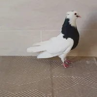 کبوتر طوقی ماده|پرنده|خرمدره, |دیوار