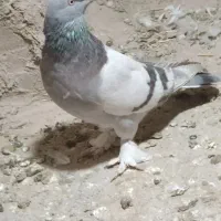 کفتر سبز