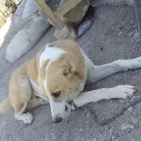 سگ گلگی به فروش میرسه