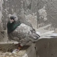 کله|پرنده|مشهد, کارگران|دیوار
