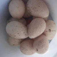 تخم بوقلمون نژاد بربون و برنز