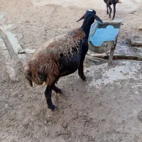 گوسفند میش آبستن|حیوانات مزرعه|کوهدشت, |دیوار