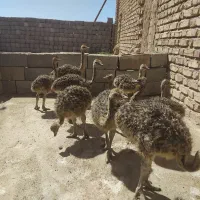 فروش شترمرغ ۱۵روزه و ۴۵ روزه
