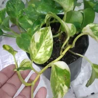 گل های زیبا|گل و گیاه طبیعی|آستارا, |دیوار