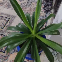 گل آگوا تایلندی