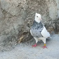 کبوتر طوقی الماسی هفت رنگ  ماده