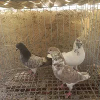 سه عدد کبوتر کاشونی به شرط