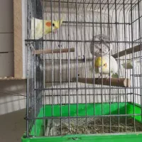 عروس هلندی مولد با جوجه|پرنده|قم, بنیاد|دیوار