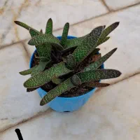 بذر گل رونده و گل|گل و گیاه طبیعی|مهریز, |دیوار