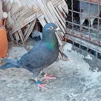 پرنده مسافتی