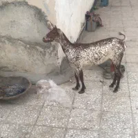 بز صلاله اصلی