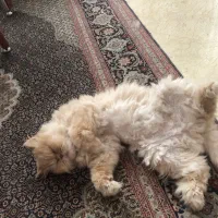 گربه گمشده|گربه|تهران, درختی|دیوار