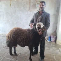 دامداری افشار گوسفند زنده کل نقاط مشهد|حیوانات مزرعه|مشهد, نوید|دیوار