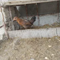 مرغ