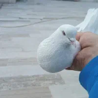 کفتر‌پتی‌والله