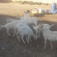 بز سانن