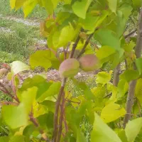 باغ روستای دانالو بزرگ
