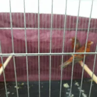 قناری سوخته سرخ|پرنده|کرمان, |دیوار