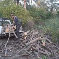 خرید و برش چوب مرکبات