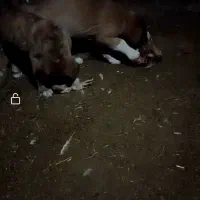 سگ ماده 3ساله|سگ|سبزوار, زینبیه|دیوار