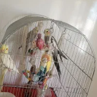 یک جفت عروس هلندی سخنگو با یک جوجه ۶ ماهه|پرنده|بومهن, |دیوار