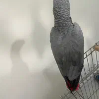 « کاسکو ماده بالغ رام ۵۰ کلام درشت » کاکادو آرا