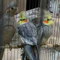 معاوضه با جفت کبوتر