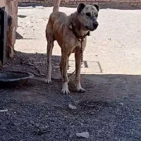سگ گله