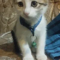گربه ی نر ۲ماهه