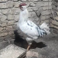 ۲عددخروس گلین