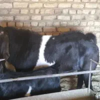 بزغاله پاکستانی اصل