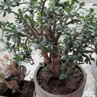 گل . گل های آپارتمانی و باغچه ای در گلدان|گل و گیاه طبیعی|شلمان, |دیوار