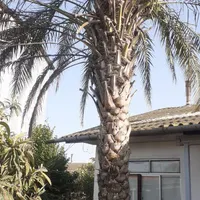 درخت تزیینی نخل (خرما)
