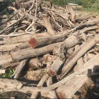 خریدار انواع درخت وچوب،هرس و برش با اره بنزینی|خدمات باغبانی و درختکاری|بندرعباس, |دیوار