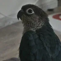 گرینچیک دستی سرمه ای