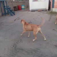 سگ سرابی ماده