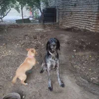 پوینتر آلمان ماده