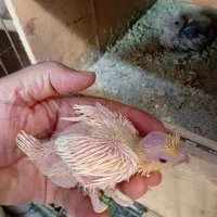 جوجه عروس|پرنده|بندرعباس, |دیوار