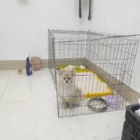 توله پامرامین خرسی ماده 6ماهه