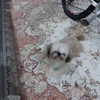 سگ گمشده در صورت پیدا کردن مژدگانی دریافت کنید