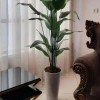 درختچه کنار سالنی مصنوعی