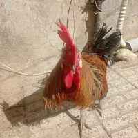 خروس یک ساله