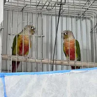 یک جفت گرینچیک