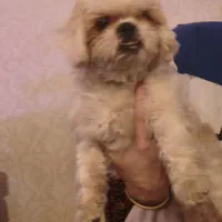 سگ پاکوتاه شیتزو