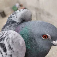 کفتر|پرنده|تهران, طرشت|دیوار