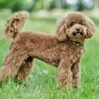 پودل واگذاری