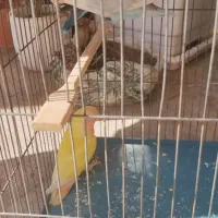 طوطی برزیلی فیشر