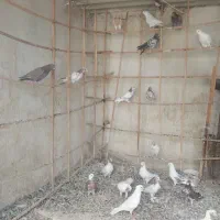 پرنده فروشی