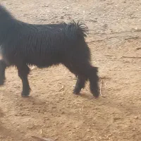 بره چاق میش چاق